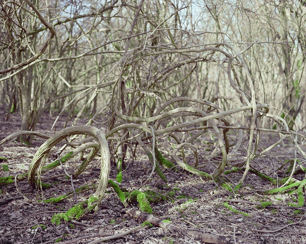 Brighton Wild Wood, 2007