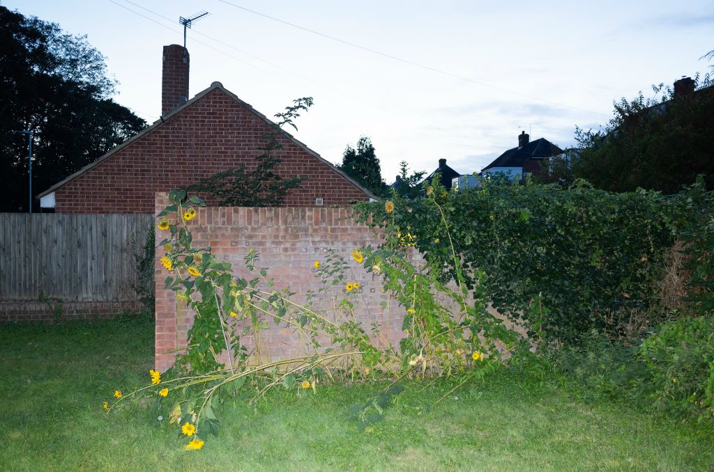 A row of twelve or more thin Sunflowers lay slumped against a red brick wall on front of a housing estate.