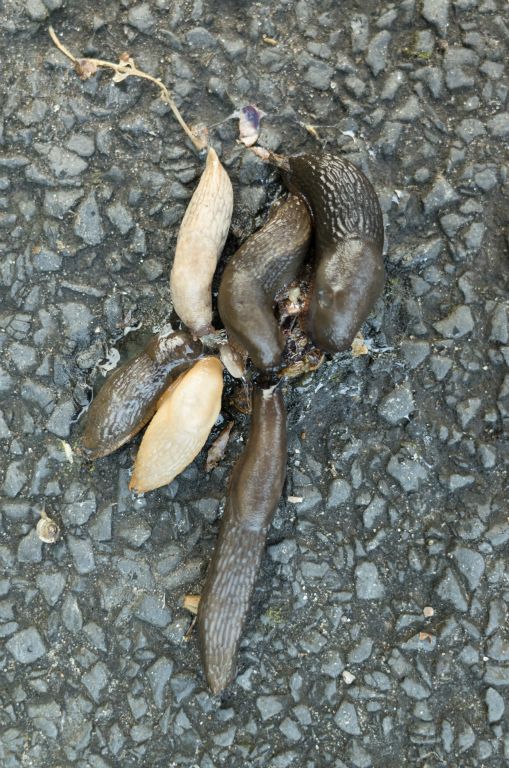 Six slugs feed on the remnants of another slug which has potentially been stepped on.
