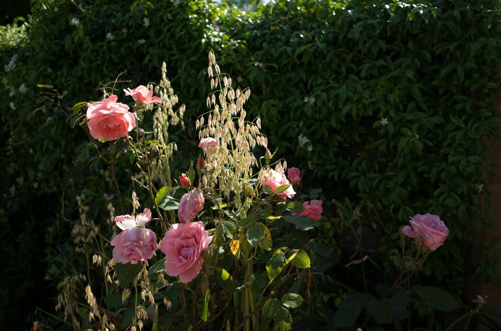 Ripe oat plants grow amongst pink roses.
