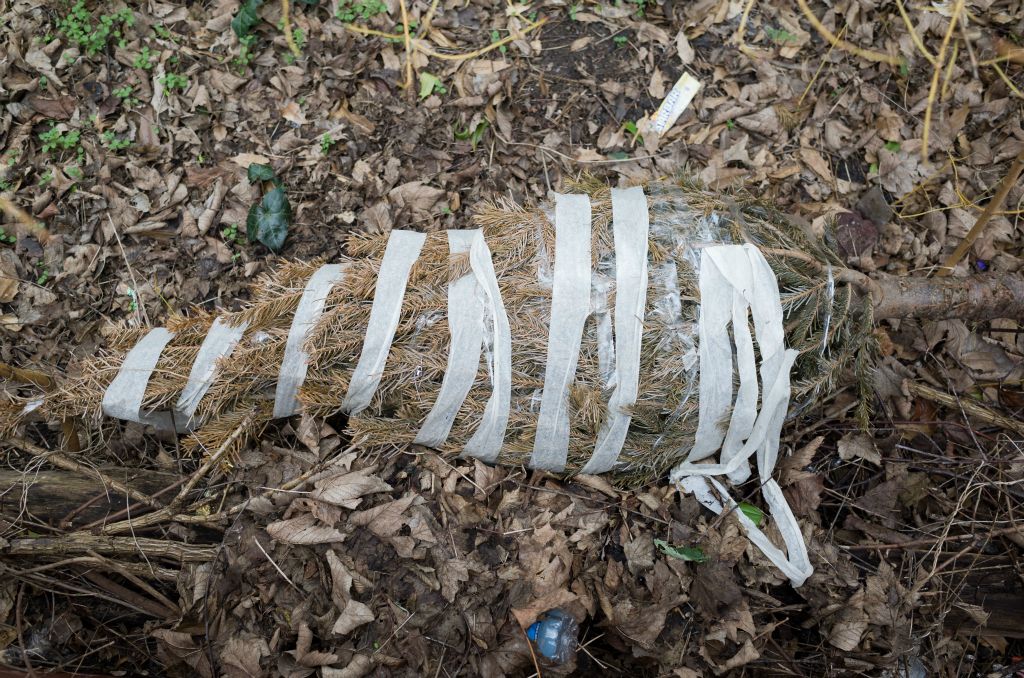An old, brown Christmas tree has been abandoned and left on some brown leaves after the owner has wrapped it up with white masking tape.