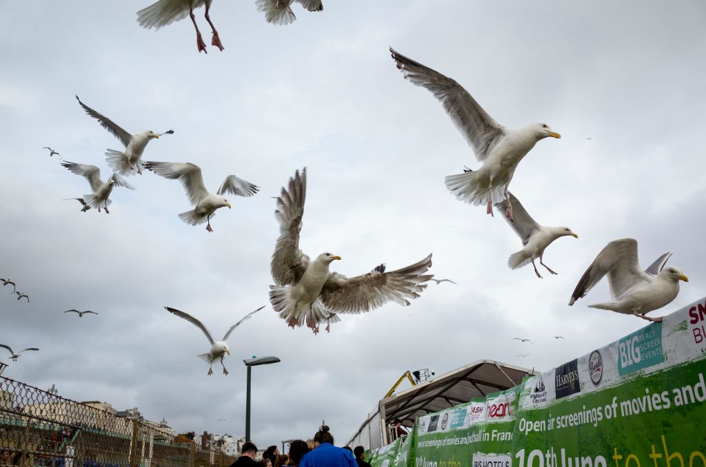 A number of gulls are caught in flight in an outdoor queue.