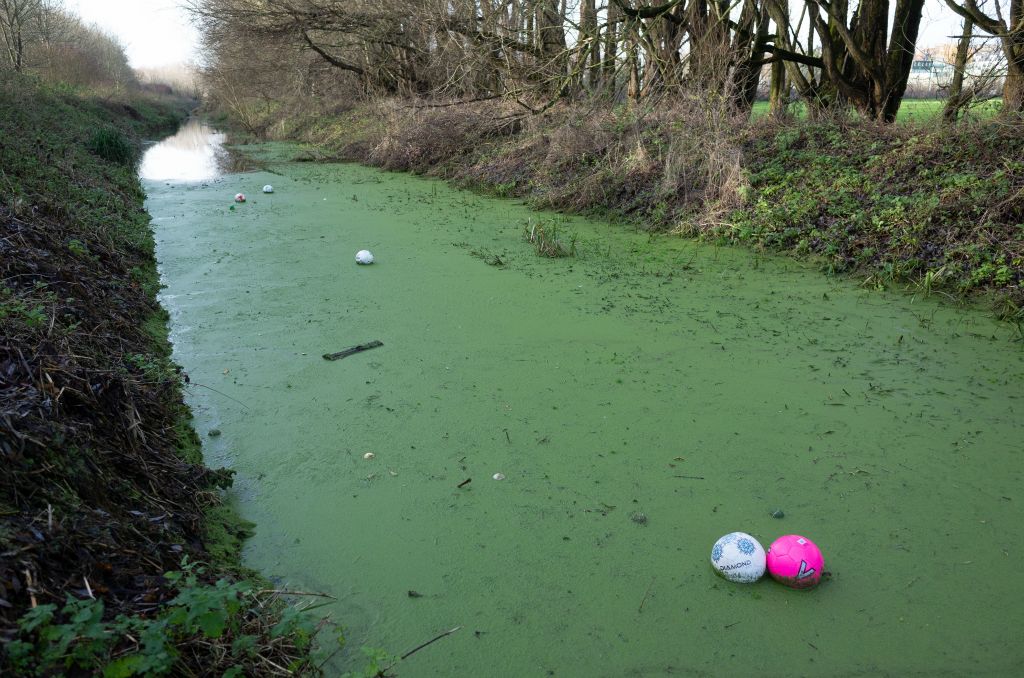 An algae covered river is littered by footballs, two of which have drifted together as a pair.