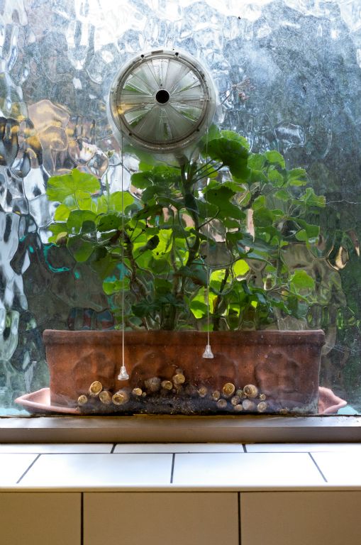 A dimpled glass window looks out onto a terracotta, trough plant pot with green plant. Countless snails are sandwiched between the bottom of the pot and the glass.