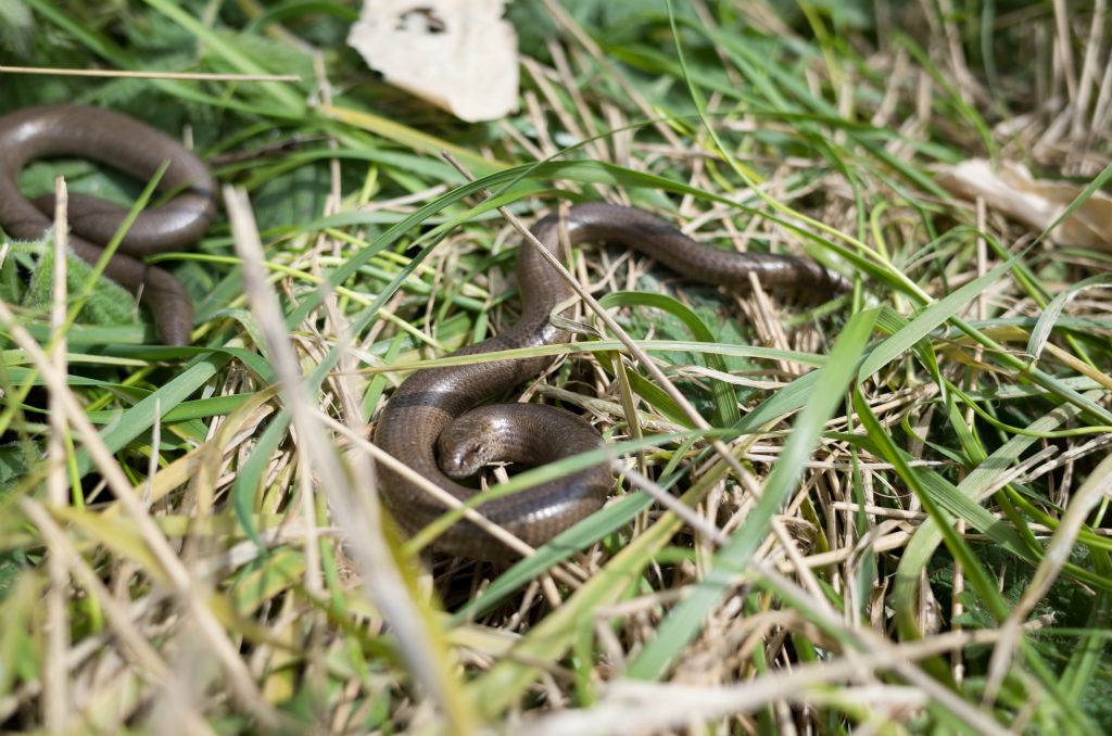 A slow worm basks in the sun next to another on some long grass.