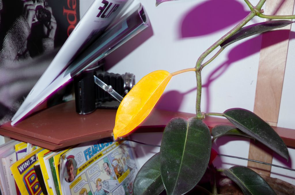 A vine based plant leans up against a brown bookcase storing comics including the Beano. One leaf has turned yellow.